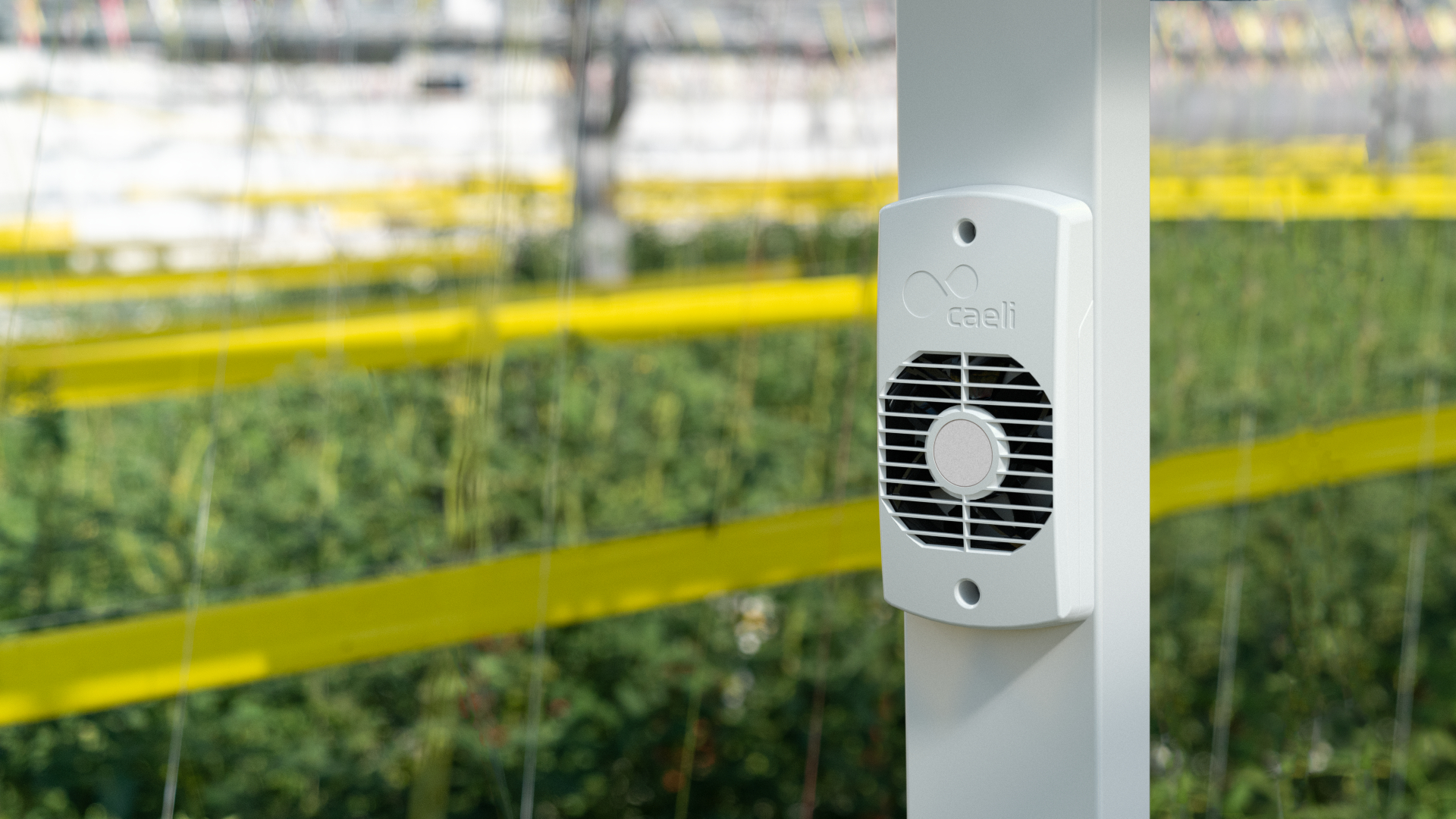 Integrated Caeli™ device tomatoes